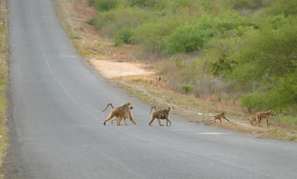 A flock of macaques crosses my way. Tanzania, Africa. — Stock Photo, Image