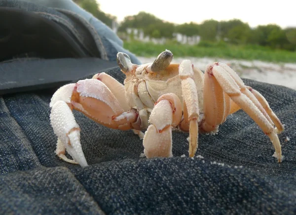 Caranguejo grande com grandes garras e olhos . — Fotografia de Stock