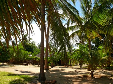 yerleşim lindi. Palm grove etrafında. Tanzanya, Afrika.