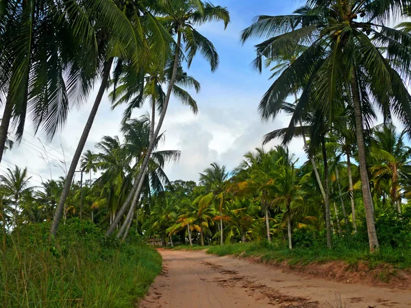 Vägen genom den palm grove. Tanzania, Afrika. — Stockfoto