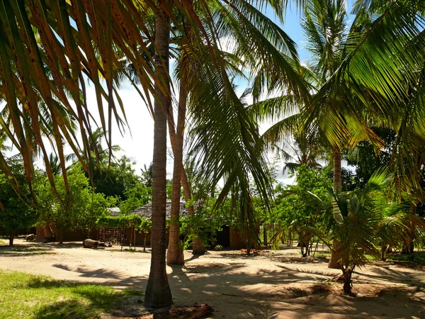 Yerleşim lindi. Palm grove etrafında. Tanzanya, Afrika. — Stok fotoğraf