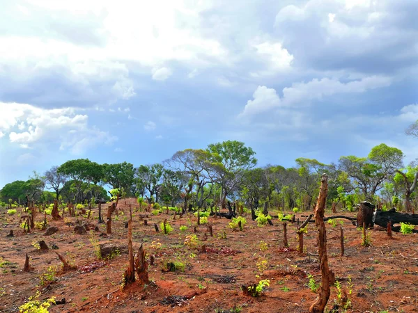 A tájat, a tűzvész után. elszenesedett tuskók. Afrika, Mozambik. — Stock Fotó