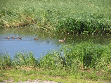 Doğa manzara. Nehirde yüzen ördek sürüsü.