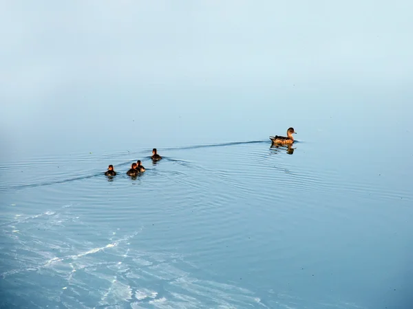 Natureza paisagística. Um bando de patos flutuou rio abaixo. . — Fotografia de Stock