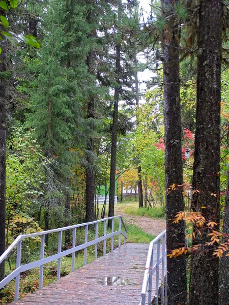 Φθινοπωρινό τοπίο. Δάσος κέδρων. — Φωτογραφία Αρχείου