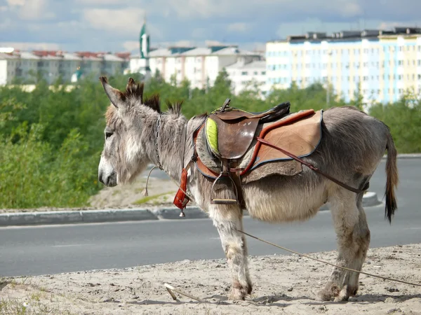 Zoológico na cidade de Nadym. O Pony está na estrada. . — Fotografia de Stock