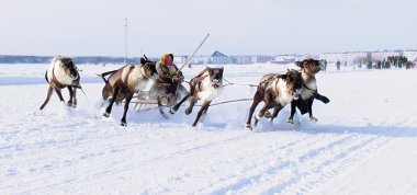 NADYM, RUSSIA - MARCH 18, 2006: Racing on deer during holiday of clipart