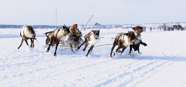NADYM, RUSSIA - MARCH 18, 2006: Racing on deer during holiday of
