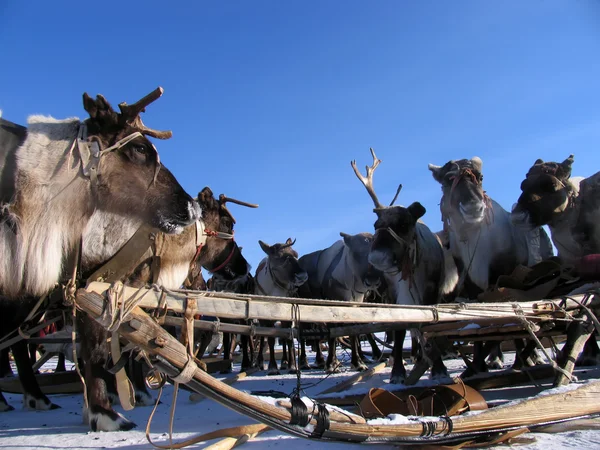 Russia, Nadym. Harness the reindeer and sleigh in the snow. — Stock Photo, Image