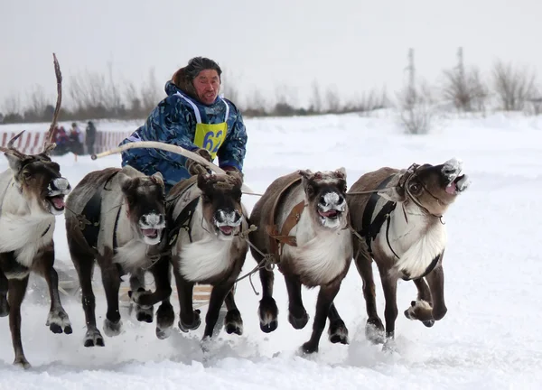 NADYM, RUSSIA - MARCH 16, 2008: Racing on deer during holiday of — Stock Photo, Image