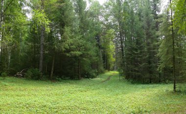 Panorama. Rusya, Alanga. Doğa manzara. İğne yapraklı orman.