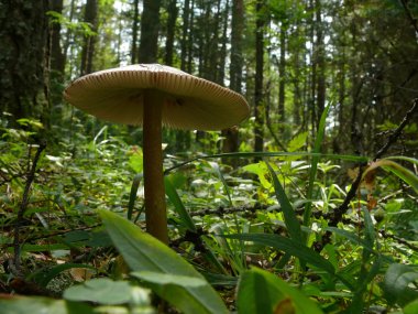 Rusya, Alanga. Peyzaj doğası. Kozalaklı orman. Mantar - 