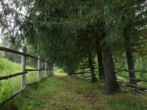 Rosja, Alanga. Natura pejzaż. Wsi w lesie. Płot — Zdjęcie stockowe