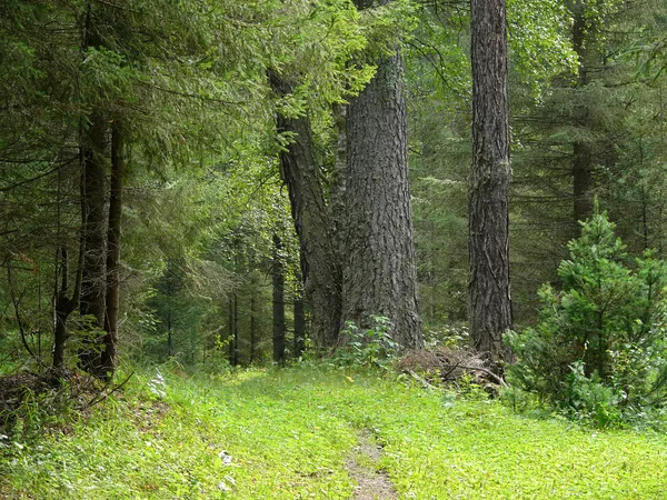 Rusya, Alanga. Doğa manzara. İğne yapraklı orman.