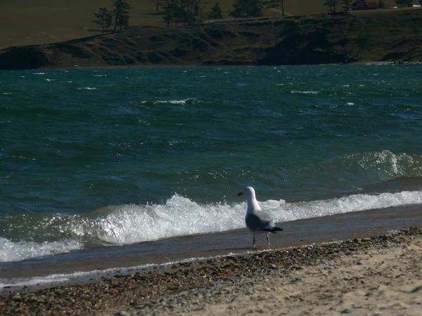 The Nature Of Baikal. Lake Baikal. The Seagull on the lake. — Stock Photo, Image