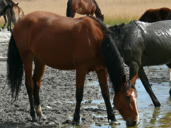 A Natureza de Baikal. Uma manada de cavalos banhados em água sulfúrica — Fotografia de Stock