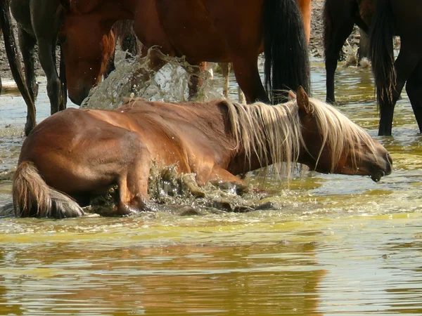 A Natureza de Baikal. Uma manada de cavalos banhados em água sulfúrica — Fotografia de Stock