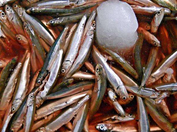 Fish with ice — Stock Photo, Image