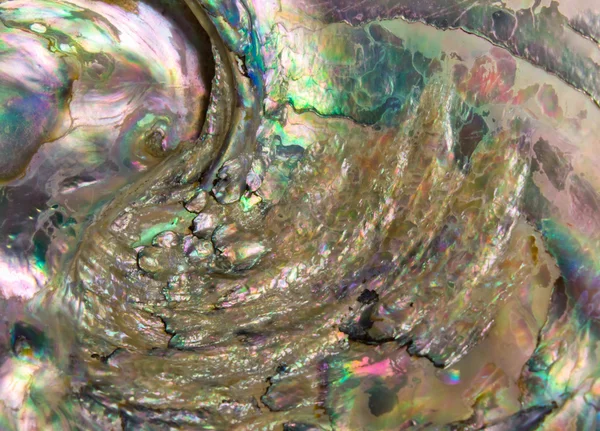 Abalone kabuk arka — Stok fotoğraf