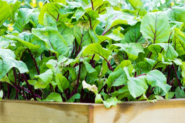 Organik kırmızı pancar Bahçe