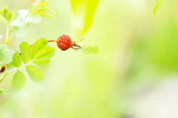 solmuş kırmızı kuşburnu
