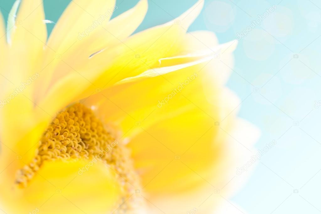 Sunny Sunflower Up Close - Very Shallow Depth of Field