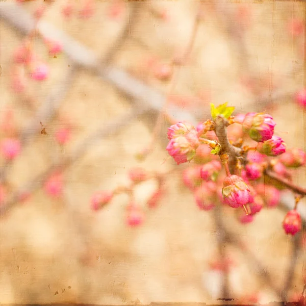 Artistieke roze lente knoppen — Stockfoto