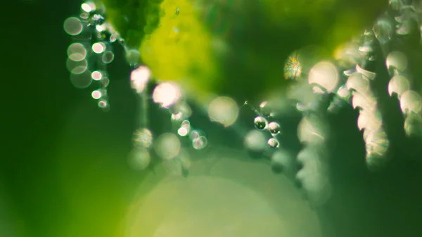 Collar de diamantes de la naturaleza — Foto de Stock