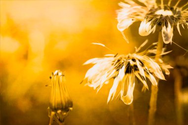 Altın dandelions