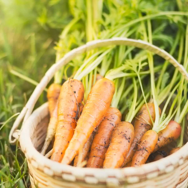 Organic Carrots — Stock Photo, Image