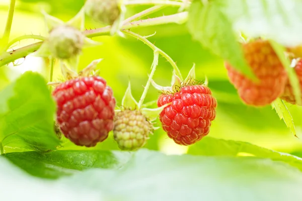 ブッシュの甘い有機栽培のラズベリー ストック画像