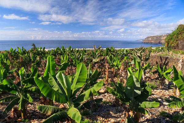 muz plantation Tenerife kıyı Okyanus Manzaralı,