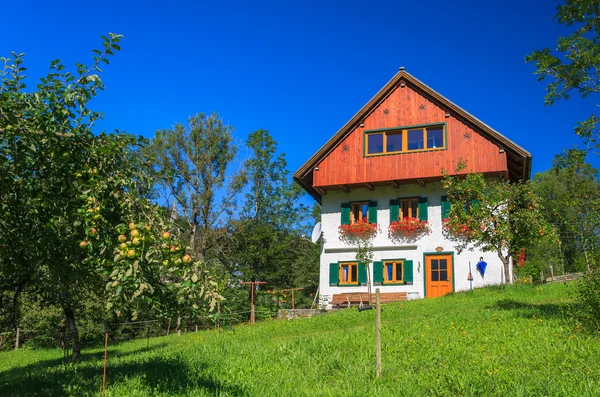 Traditional alpine house in apple orchard — Stock Photo, Image