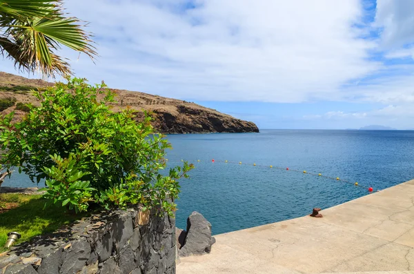 Promenade palmiye ağacı okyanus görmek