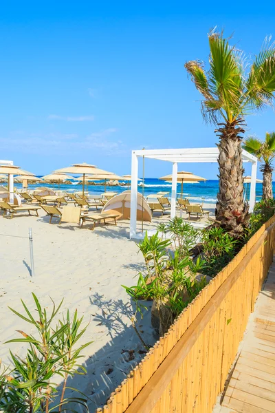 Palme auf dem Weg zum Strand Porto Giunco mit Liegestühlen und Sonnenschirmen — Stockfoto