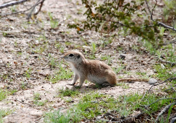 Rundschwanzhörnchen — Stockfoto