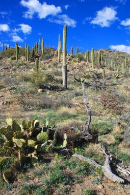 Saguaro Ulusal Parkı