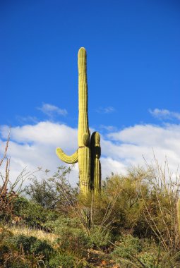 Saguaro Ulusal Parkı