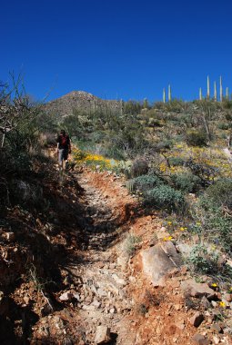 saguaro milli parkta yürüyüş