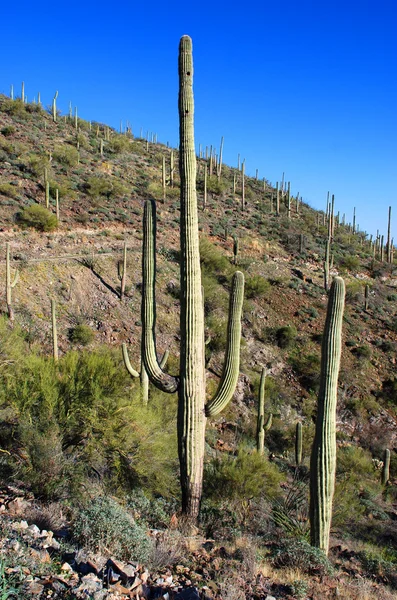 Saguaro Ulusal Parkı