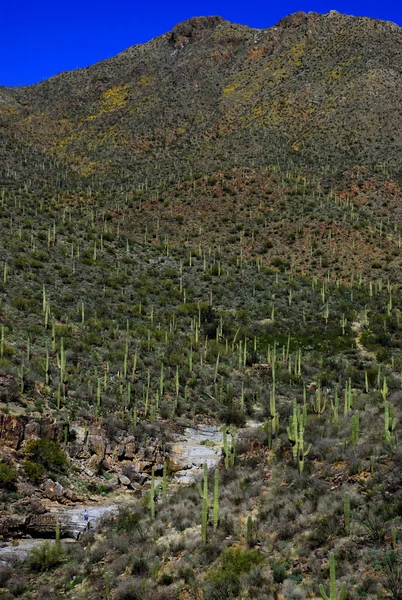 Vale de Saguaros — Fotografia de Stock