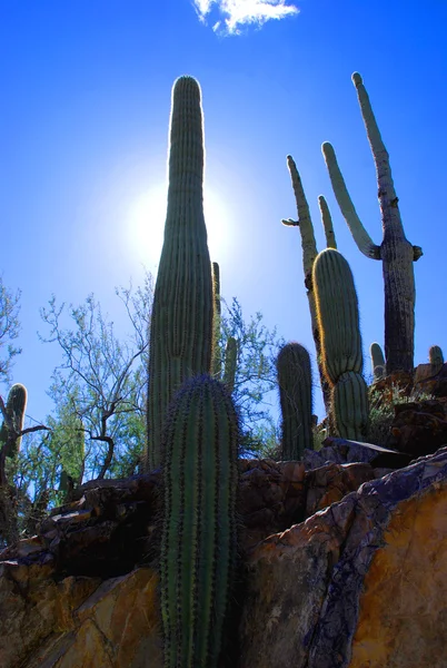 Park Narodowy Saguaro — Zdjęcie stockowe