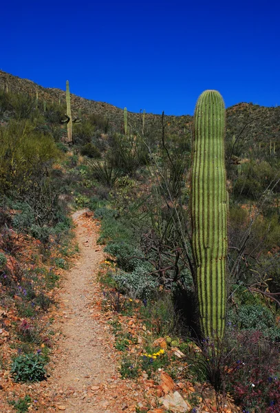 Trail naar wasson peak — Stockfoto