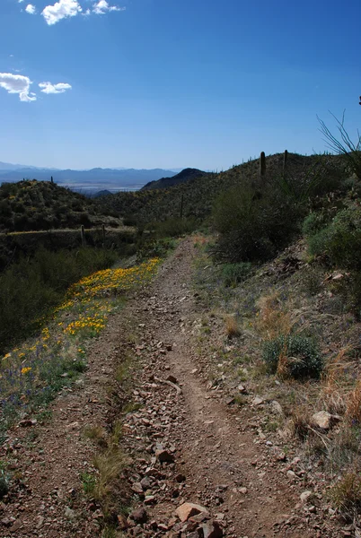 Parco nazionale del Saguaro — Foto Stock