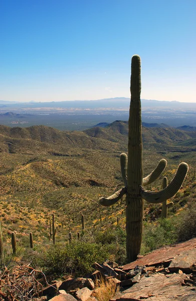 Saguaro National Park — Stock Photo, Image