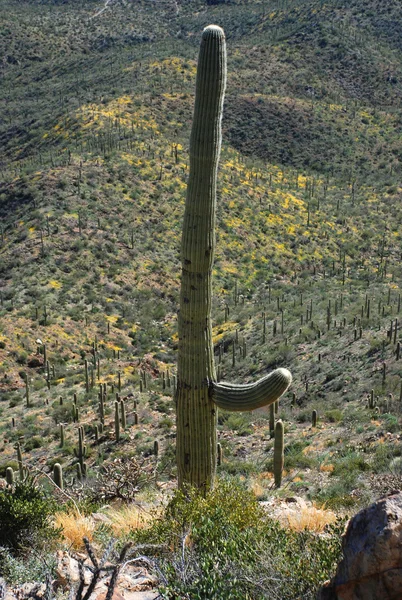 Eenzame saguaro in saguaro nationaal park — Stockfoto