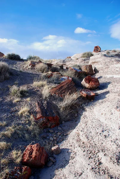 Petrified tree — Stock Photo, Image