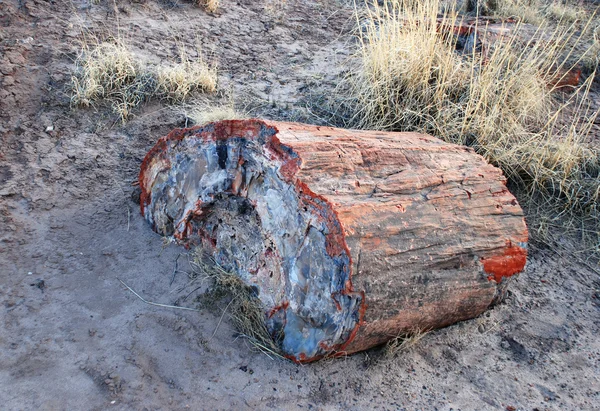 Petrified tree — Stock Photo, Image