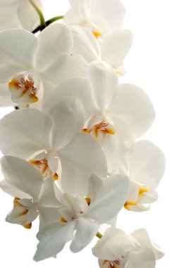 orkide beyaz arkaplanda izole edildi