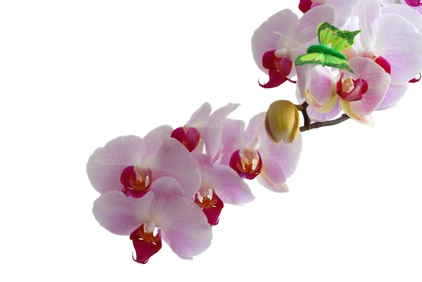 Orchidee geïsoleerd op witte achtergrond — Stockfoto